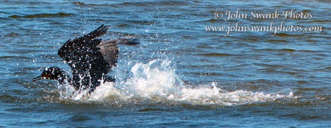 WCormorantAction