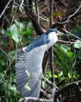 Heron