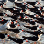 ShoreBirds