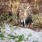 BurrowingOwl_a11x14