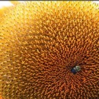 SunflowerBee