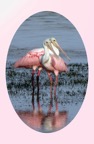 WSpoonbillFriendsValentine