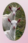 GoatLove