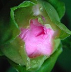 PinkBud