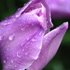 PurpleTulip