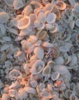 SunsetSeaShells