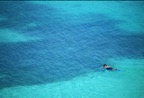 SnorketDryTortuga