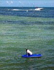 DogOnBoardKeyWest