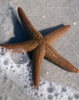 SeaStarWeb