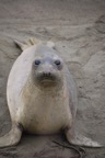 YoungElephantSeal