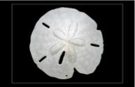 WSandDollar8G